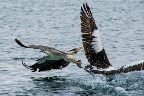 Albany Wildlife And Scenic Cruise - Find Attractions 4