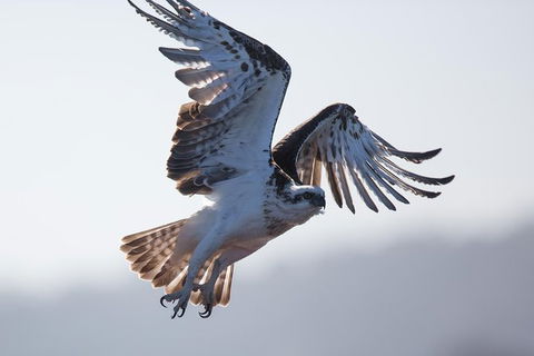 Albany Wildlife And Scenic Cruise - Find Attractions 6