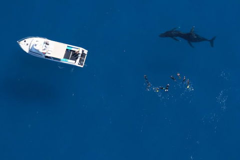 Humpback Whale Swim Ningaloo Reef - Find Attractions 0