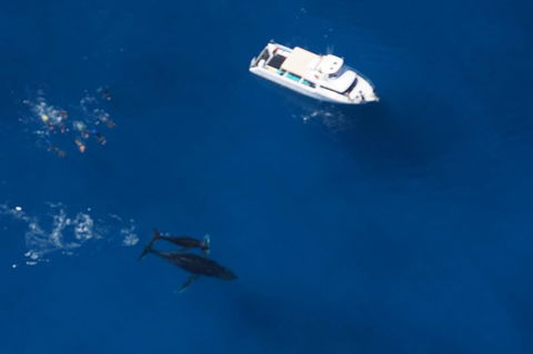 Humpback Whale Swim Ningaloo Reef - Find Attractions 1