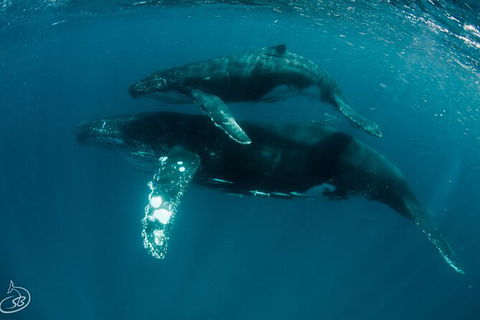 Humpback Whale Swim Ningaloo Reef - Find Attractions 3