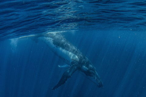 Humpback Whale Swim Ningaloo Reef - Find Attractions 7