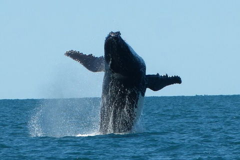 Humpback Whale Swim Ningaloo Reef - Find Attractions 4