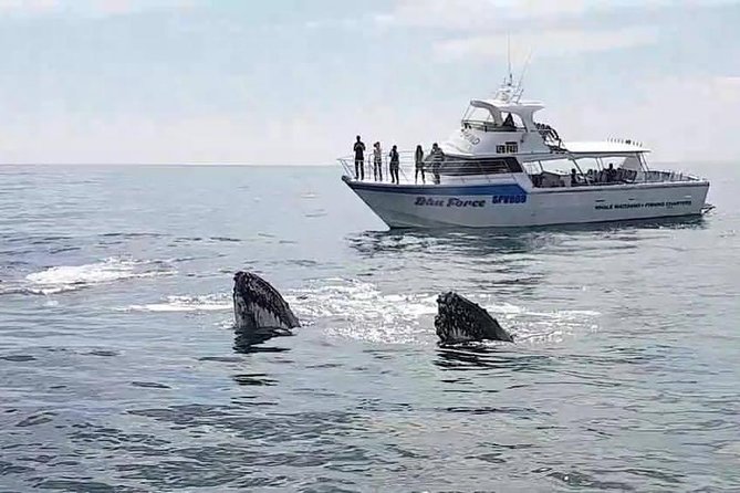 Busselton Whale Watching Eco Tour Busselton