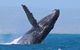 Sunset Cruise Wildlife Watching - thumb 0