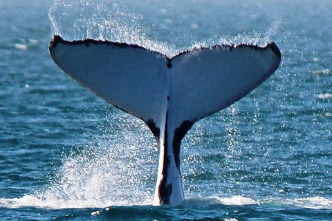 Sunset Cruise Wildlife Watching - Find Attractions 1
