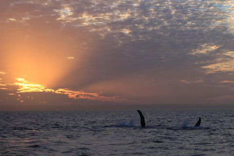 Sunset Cruise Wildlife Watching - Find Attractions 5