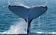 Sunset Cruise Wildlife Watching - thumb 6