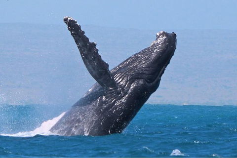 Sunset Cruise Wildlife Watching - Find Attractions 2