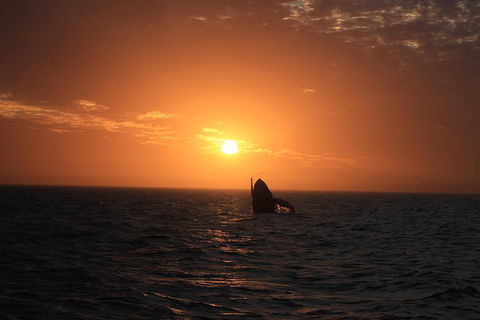 Sunset Cruise Wildlife Watching - Find Attractions 4