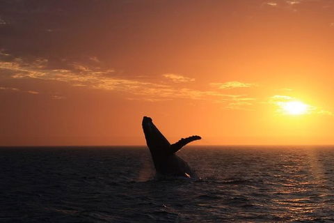 Sunset Cruise Wildlife Watching - Find Attractions 3