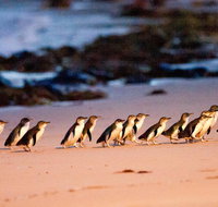 Phillip Island Penguin Parade Entry and Express Shuttle from Melbourne