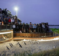 Small-Group Phillip Island Day Trip from Melbourne with Penguin Plus Viewing