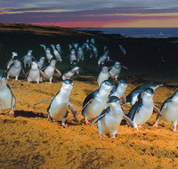 Phillip Island Tour from Melbourne