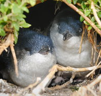 Phillip Island Penguin Parade Evening Tour