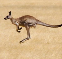Koalas and Kangaroo in the Wild Tour from Melbourne