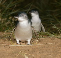 Express Expedition to Phillip Island Penguin Wildlife Encounter Evening Tour
