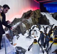 Penguin Passport at SEA LIFE Melbourne Aquarium