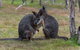 Phillip Island Penguin Parade Express Tour From Melbourne - thumb 1