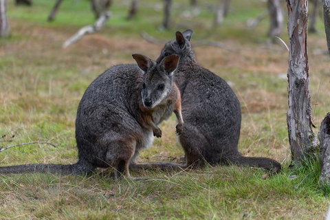 Phillip Island Penguin Parade Express Tour From Melbourne - Find Attractions 1