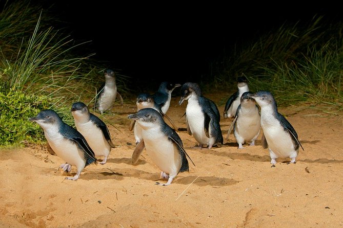 Phillip Island Penguin Parade Express Tour from Melbourne Melbourne