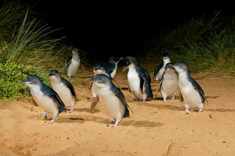 Phillip Island Penguin Parade Express Tour From Melbourne - Find Attractions 0