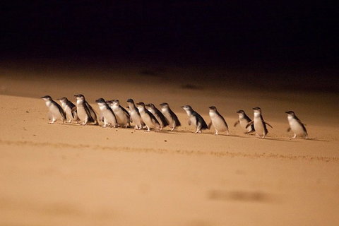 Phillip Island Penguin Parade Express Tour From Melbourne - Find Attractions 5