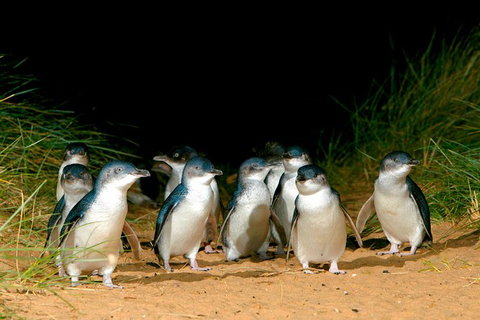 Phillip Island Penguin Parade Express Tour From Melbourne - Find Attractions 3