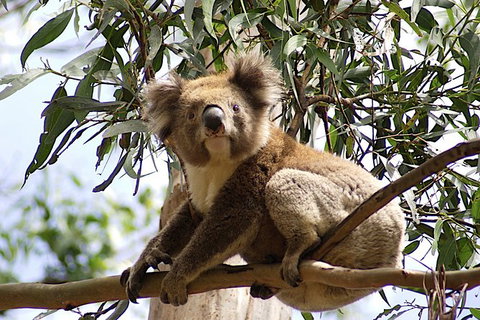 Melbourne Combo: Great Ocean Road, Puffing Billy, Moonlit Sanctuary & Penguins - Find Attractions 4
