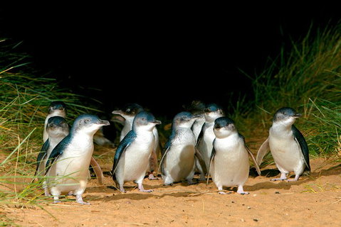 Melbourne Combo: Great Ocean Road, Puffing Billy, Moonlit Sanctuary & Penguins - Find Attractions 5
