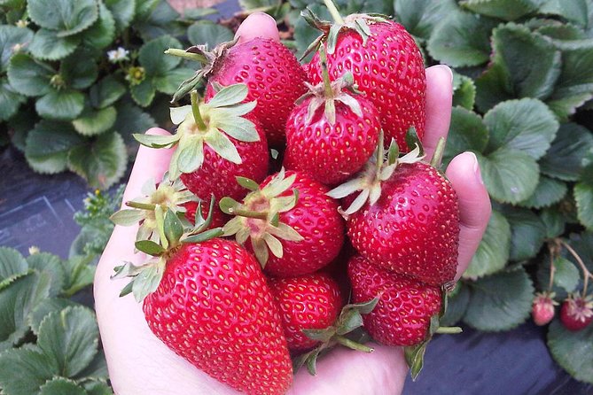 Mornington Peninsula including Strawberry Farm Day Tour from Melbourne Melbourne