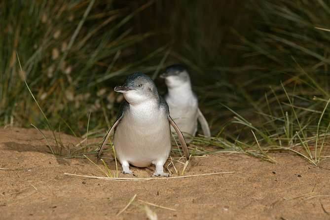 Full-Day Penguin Parade and Melbourne City Tour From Melbourne Melbourne