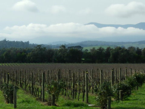 Yarra Valley Winery Tour From Melbourne Including Lunch And Yarra Valley Chocolaterie - Find Attractions 6