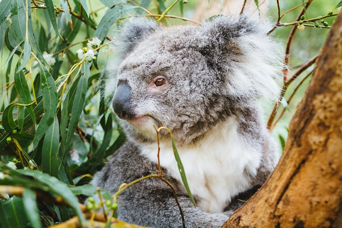 Mornington Peninsula Family Fun Tour Melbourne