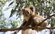 Melbourne Super Saver: Great Ocean Road + Wilsons Promontory + Attraction Pass - thumb 9