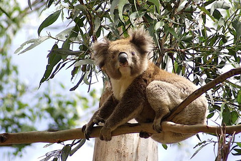 Melbourne Super Saver: Great Ocean Road + Wilsons Promontory + Attraction Pass - Find Attractions 9