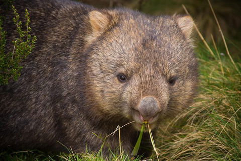 Wilsons Promontory Day Trip From Melbourne - Find Attractions 10