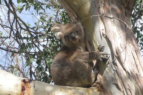 Small-Group Great Ocean Road Classic Day Tour From Melbourne - Find Attractions 7