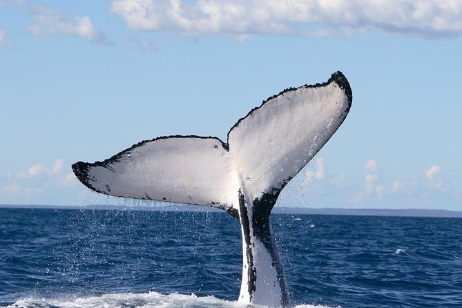 Phillip Island Whale Watching Tour Phillip Island