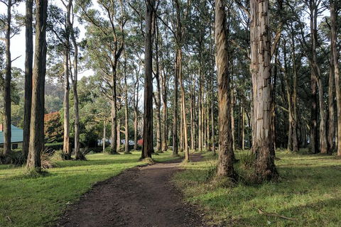Yarra Valley Rainforest Hike And Winery Tour - Find Attractions 1