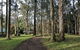 Yarra Valley Rainforest Hike And Winery Tour - thumb 3