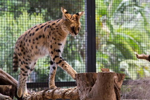 African Cat Encounter At Werribee Open Range Zoo - Find Attractions 0