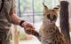 African Cat Encounter At Werribee Open Range Zoo - thumb 3