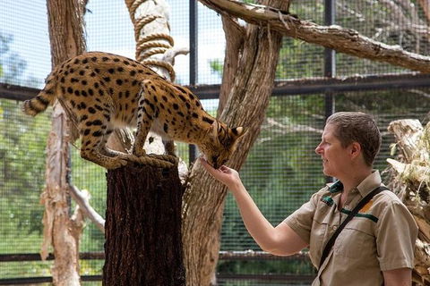 African Cat Encounter At Werribee Open Range Zoo - Find Attractions 4