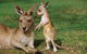 HEALESVILLE SANCTUARY ZOOBUS - MELBOURNE CITY RETURN - thumb 0