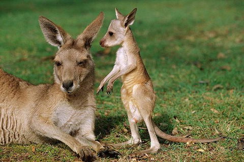 HEALESVILLE SANCTUARY ZOOBUS - MELBOURNE CITY RETURN - Find Attractions 0