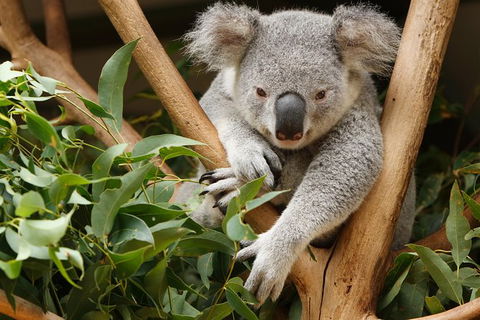 Healesville Sanctuary And Yarra Valley Day Trip From Melbourne - Find Attractions 2