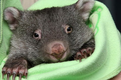 Healesville Sanctuary And Yarra Valley Day Trip From Melbourne - Find Attractions 9