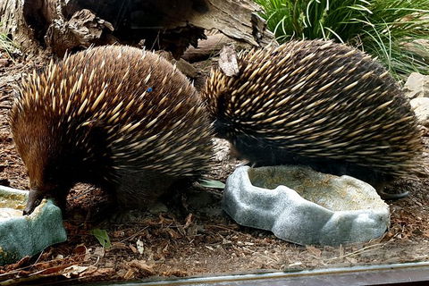 Healesville Sanctuary And Yarra Valley Day Trip From Melbourne - Find Attractions 3