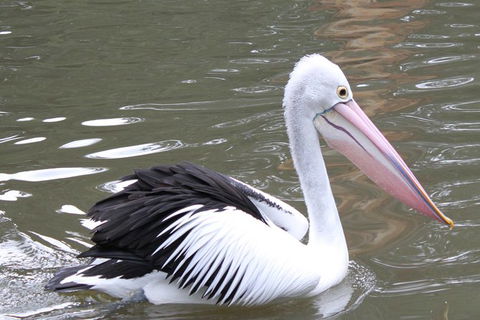 Healesville Sanctuary And Yarra Valley Day Trip From Melbourne - Find Attractions 6